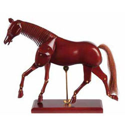 Model koně